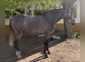 PRE Mestizo, Caballo castrado, 5 años, 160 cm, Tordo rodado