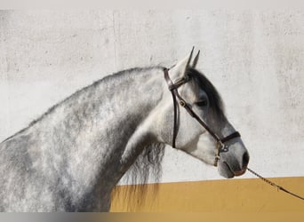 PRE, Caballo castrado, 5 años, 160 cm, Tordo rodado