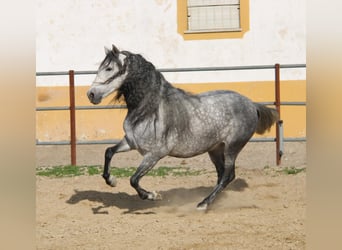 PRE, Caballo castrado, 5 años, 160 cm, Tordo rodado
