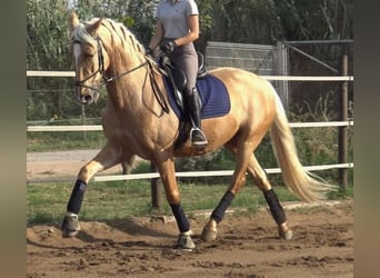 PRE Mestizo, Caballo castrado, 5 años, 161 cm, Palomino