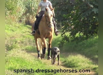 PRE Mestizo, Caballo castrado, 5 años, 161 cm, Palomino