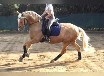 PRE Mestizo, Caballo castrado, 5 años, 161 cm, Palomino