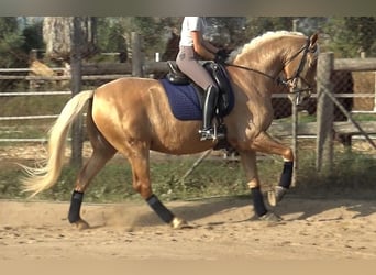 PRE Mestizo, Caballo castrado, 5 años, 161 cm, Palomino