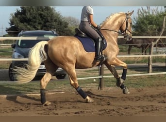 PRE Mestizo, Caballo castrado, 5 años, 161 cm, Palomino