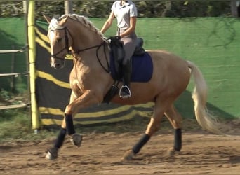 PRE Mestizo, Caballo castrado, 5 años, 161 cm, Palomino