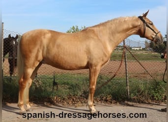 PRE Mestizo, Caballo castrado, 5 años, 161 cm, Palomino