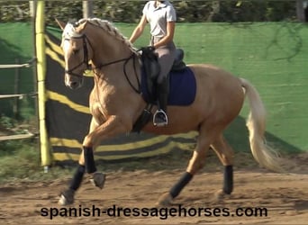 PRE Mestizo, Caballo castrado, 5 años, 161 cm, Palomino