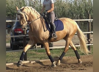 PRE Mestizo, Caballo castrado, 5 años, 161 cm, Palomino