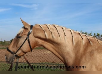 PRE Mestizo, Caballo castrado, 5 años, 161 cm, Palomino