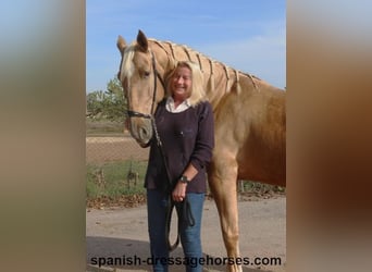 PRE Mestizo, Caballo castrado, 5 años, 161 cm, Palomino