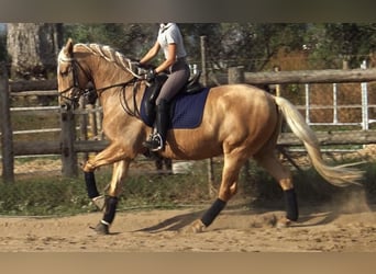 PRE Mestizo, Caballo castrado, 5 años, 161 cm, Palomino