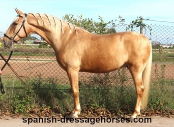 PRE Mestizo, Caballo castrado, 5 años, 161 cm, Palomino