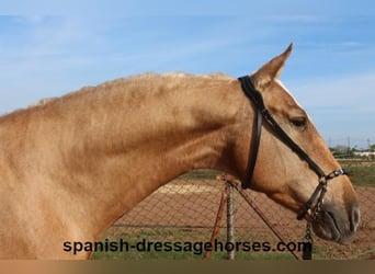 PRE Mestizo, Caballo castrado, 5 años, 161 cm, Palomino