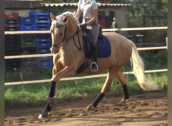 PRE Mestizo, Caballo castrado, 5 años, 161 cm, Palomino