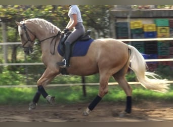 PRE Mestizo, Caballo castrado, 5 años, 161 cm, Palomino