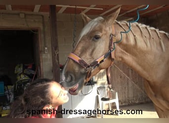 PRE Mestizo, Caballo castrado, 5 años, 161 cm, Palomino