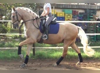 PRE Mestizo, Caballo castrado, 5 años, 161 cm, Palomino