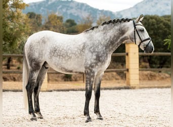 PRE Mestizo, Caballo castrado, 5 años, 161 cm, Tordo