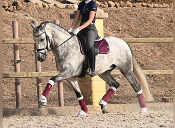 PRE Mestizo, Caballo castrado, 5 años, 161 cm, Tordo