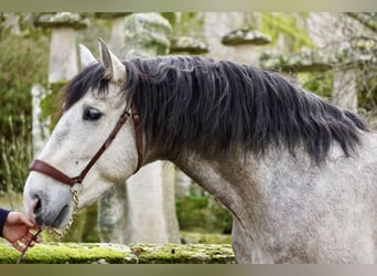 PRE, Caballo castrado, 5 años, 161 cm, Tordo