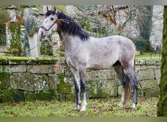 PRE, Caballo castrado, 5 años, 161 cm, Tordo