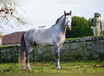 PRE, Caballo castrado, 5 años, 161 cm, Tordo