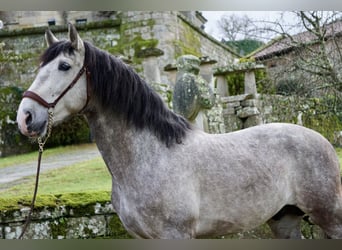 PRE, Caballo castrado, 5 años, 161 cm, Tordo