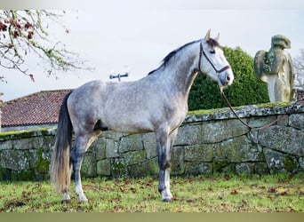 PRE, Caballo castrado, 5 años, 161 cm, Tordo