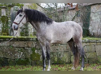 PRE, Caballo castrado, 5 años, 161 cm, Tordo