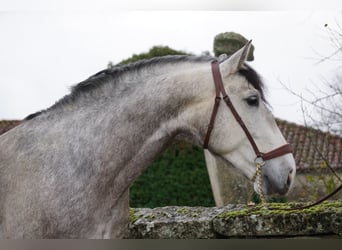 PRE, Caballo castrado, 5 años, 161 cm, Tordo