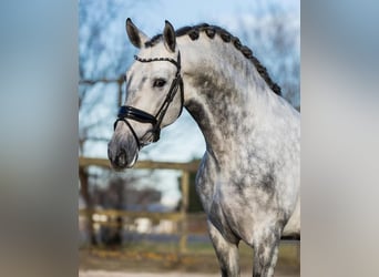 PRE, Caballo castrado, 5 años, 161 cm, Tordo