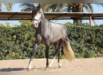 PRE, Caballo castrado, 5 años, 161 cm, Tordo