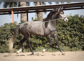 PRE, Caballo castrado, 5 años, 161 cm, Tordo