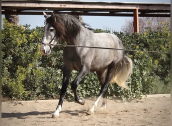 PRE, Caballo castrado, 5 años, 161 cm, Tordo