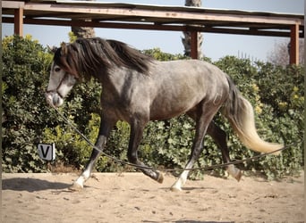 PRE, Caballo castrado, 5 años, 161 cm, Tordo