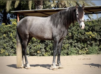 PRE, Caballo castrado, 5 años, 161 cm, Tordo