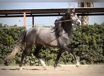 PRE, Caballo castrado, 5 años, 161 cm, Tordo