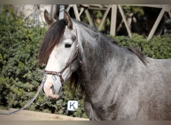 PRE, Caballo castrado, 5 años, 161 cm, Tordo