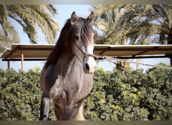 PRE, Caballo castrado, 5 años, 161 cm, Tordo