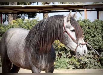 PRE, Caballo castrado, 5 años, 161 cm, Tordo