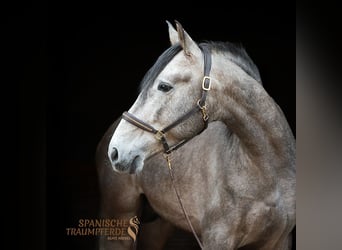 PRE Mestizo, Caballo castrado, 5 años, 161 cm, Tordo