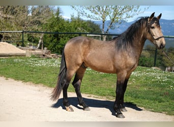 PRE Mestizo, Caballo castrado, 5 años, 162 cm, Bayo