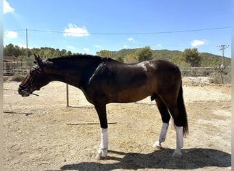 PRE, Caballo castrado, 5 años, 162 cm, Castaño