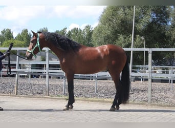 PRE, Caballo castrado, 5 años, 162 cm, Castaño