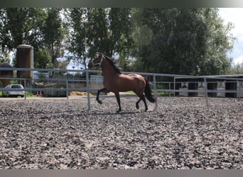 PRE, Caballo castrado, 5 años, 162 cm, Castaño