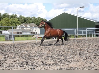 PRE, Caballo castrado, 5 años, 162 cm, Castaño