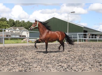 PRE, Caballo castrado, 5 años, 162 cm, Castaño