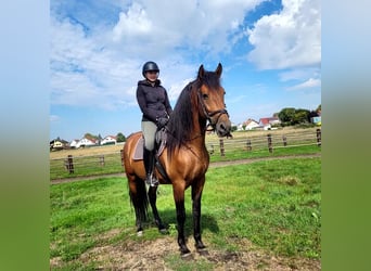 PRE Mestizo, Caballo castrado, 5 años, 162 cm, Castaño