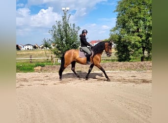 PRE Mestizo, Caballo castrado, 5 años, 162 cm, Castaño