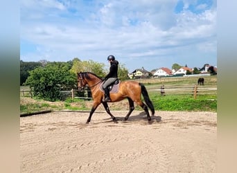 PRE Mestizo, Caballo castrado, 5 años, 162 cm, Castaño